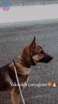 Alman Kurdu Cinsi ? Ateş Eş Arıyor