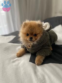 Pomeranian Boo Köpeğime Eş Arıyorum Kızgınlıkta