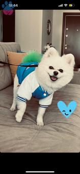 Pomeranian Boo 2 Yaşında Oğluma Eş Arıyorum