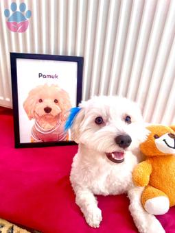 Maltese Terrier Yakışıklı Oğlumuza Eş Arıyoruz
