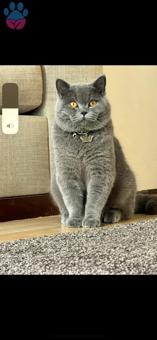 British Shorthair Oğluma Eş Arıyorum 1 Yaşında