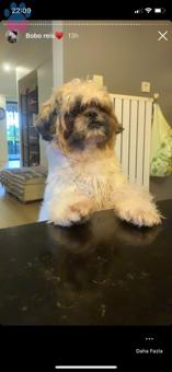 1 Yaşında Shih Tzu Erkek Köpeğimize Eş Arıyoruz