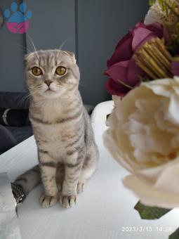 Scottish Fold Aslan Oğlumuza Eş Arıyoruz