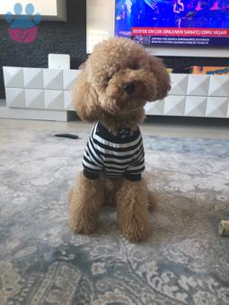 Toy Poodle Cinsi Oğlum Melo Eş Arıyor