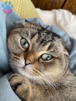 Scottish Fold Kızıma Eş Arıyorum 2 Yaşında