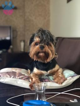 Toffie Yorkshire Terrier Cinsi Oğlumuza Eş Arıyoruz