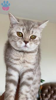 British Shorthair Dişi Kedime Eş Arıyorum