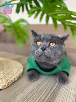 British Shorthair Kızgınlıkta Olan Kedime Dişi Arıyorum