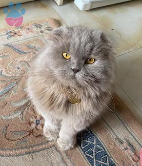 Scottish Fold Kızıma Eş Arıyorum 1 Yaşında