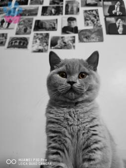 British Shorthair Erkek