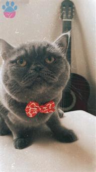 British Shorthair 1 Yaşında Kedime Eş Arıyorum