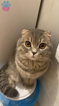 Scottish Fold 1.5 Yaşındaki Oğlumuza Eş Arıyoruz