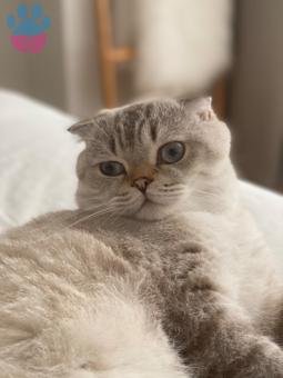 Scottish Fold 2 Yaşında Kedime Eş Arıyorum