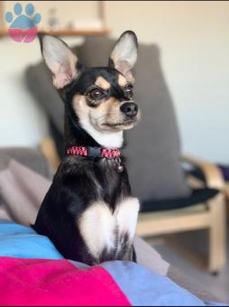 Minyatür Pinscher Oğlumuza Dişi Pincher Arıyoruz ❤️?