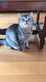 British Shorthair Oğlumuz Neo Eş Arıyor