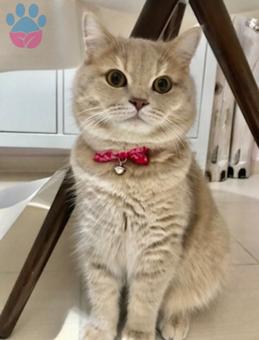 14 Aylık British Shorthair Oğluma Eş Arıyorum