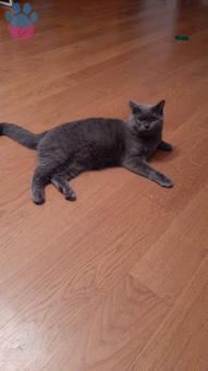 British Shorthair Yakışıklı Oğluma Eş Arıyorum