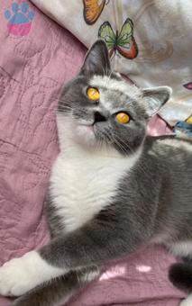 British Shorthair Safkan Kedime Eş Arıyorum