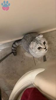Scottish Fold Cinsi Oğlumuza Gelin Arıyoruz