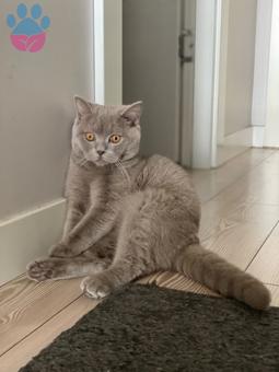 British Shorthair 14 Aylık Kedime Eş Arıyorum