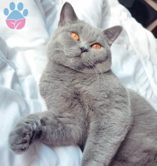 British Shorthair Oğlumuza Eş Arıyoruz