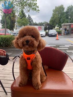 Toy Poodle Moka Eş Arıyor