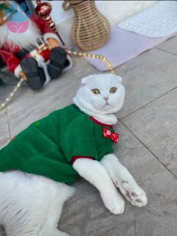 Scottish Fold Rio Eş Arıyorum 13 Aylık