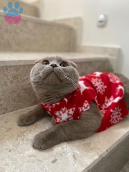 11 Aylık Scottish Fold Oğlumuza Gelin Arıyoruz