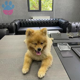 Pomeranian Boo Oğluma Eş Arıyorum Acil