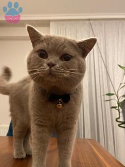 British Shorthair Oğluma Eş Arıyorum 1.5 Yaşında