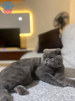 Scottish Fold Oğluma Eş Arıyoruz 1 Yaşında