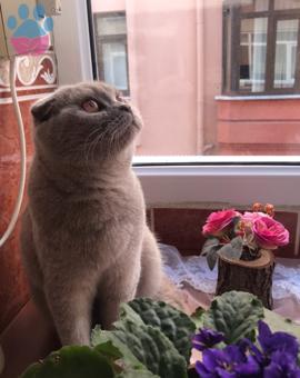 Scottish Fold Dişi Kedimize Eş Arıyoruz