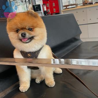 Pomeranian Boo Gelin Adaylarımızı Bekliyoruz