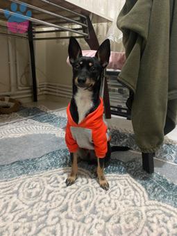 Minyatür Pinscher Acil Eş Aranıyor