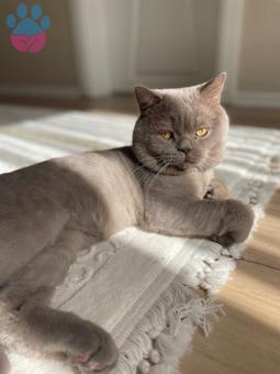 British Shorthair Oğlumuza Dişi Eş Arıyoruz