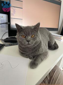 British Shorthair 1 yaşında Kızgınlıkta