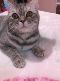 British Shorthair 1 Yaşında Kızgınlıkta