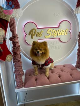 Pomeranian Boo Boss 1 Yaşında Eş Arıyor