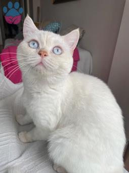 British Shorthair 1 Yaşında Kedime Eş Arıyorum