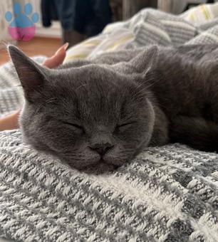 British Shorthair Oğlumuza Dişi Arıyoruz