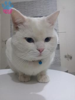 British Shorthair Oğluma Eş Arıyorum