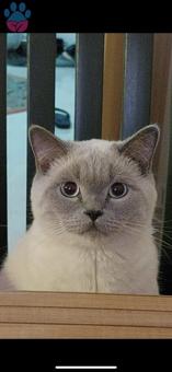 British Longhair 1 Yaşında Kedime Eş Arıyorum