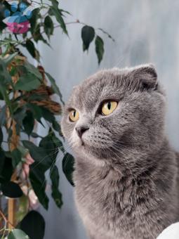 Scottish Fold 1,5 Yaşında Kedime Eş Arıyorum