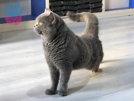 British Shorthair Cinsi Oğlumuza Gelin Arıyoruz