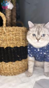 British Shorthair Yakışıklı Oğlumuza Eş Arıyoruz