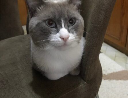 British Shorthair Erkek Kedim Eş Arıyor