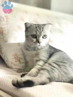 Scottish Fold Minnoşa Eş Arıyoruz 9 Aylık