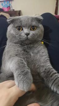 Scottish Fold 1 Yaşında Erkek Kedime Eş Arıyorum