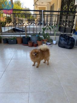 Pomeranian Boo Oğlumuz 4 Yaşında Eş Arıyor