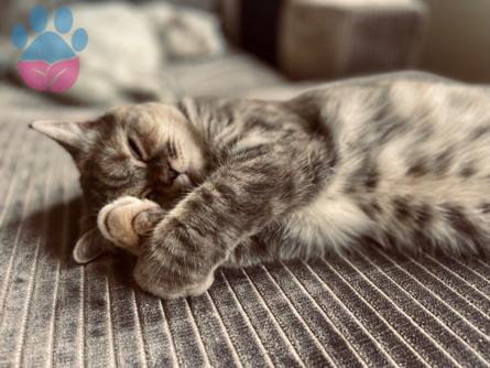 Scottish Fold Peti Kızımız Kızgınlığa Girdi